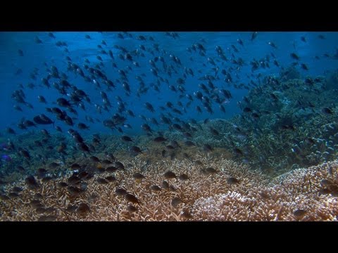 Diving around Bunaken National Marine Park (HD)