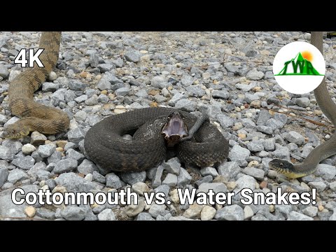 Cottonmouth vs. Water Snakes: How To Spot The Difference! (ft. Life's Wild Adventures)