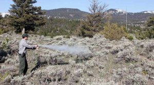 bear spray usage