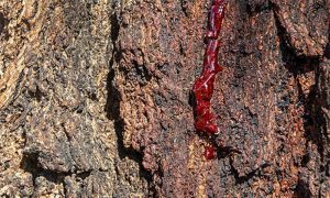 tree with sap oozing