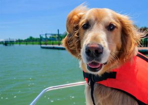 dog on a boat