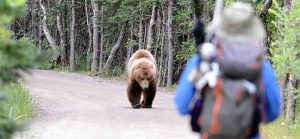 bear in the wild approaching hiker
