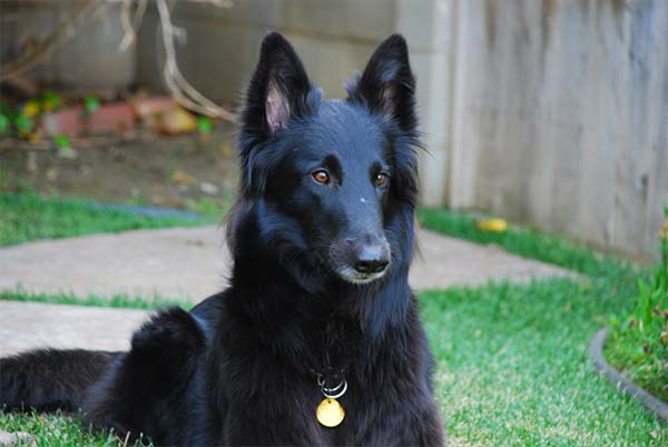 Cão Pastor Belga