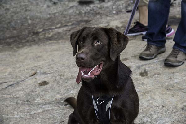 Marrom Labrador Retriever Cão