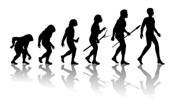 human evolution