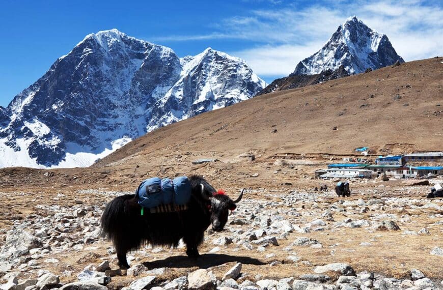 Plan Your Next Outdoor Activity From Pavement To Peak 107 Discover the Wildlife of the Himalayas: What Animals You Might See