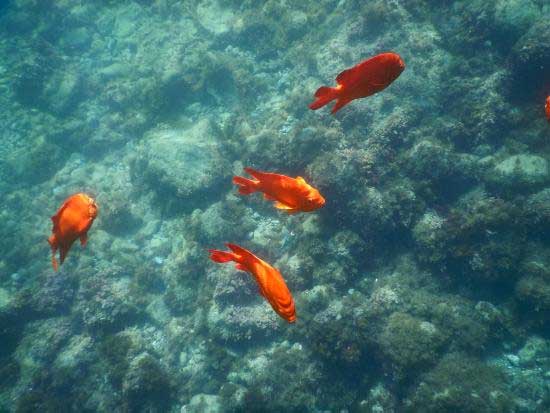 Must-Visit Snorkeling Spots on Catalina Island (My Favorites) 3 lovers cove fish