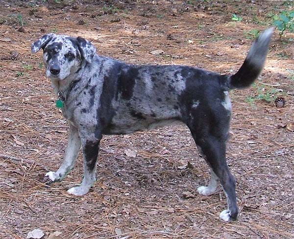 11 Best Dog Breeds For Off-Leash Hiking 8 Catahoula Hound