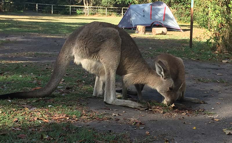 Taking A Camping Road Trip Up The East Coast Of Australia 1 Diamond Head campground kangaroos