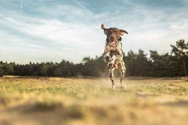 11 Best Dog Breeds For Off-Leash Hiking 2 German Shorthaired Pointer