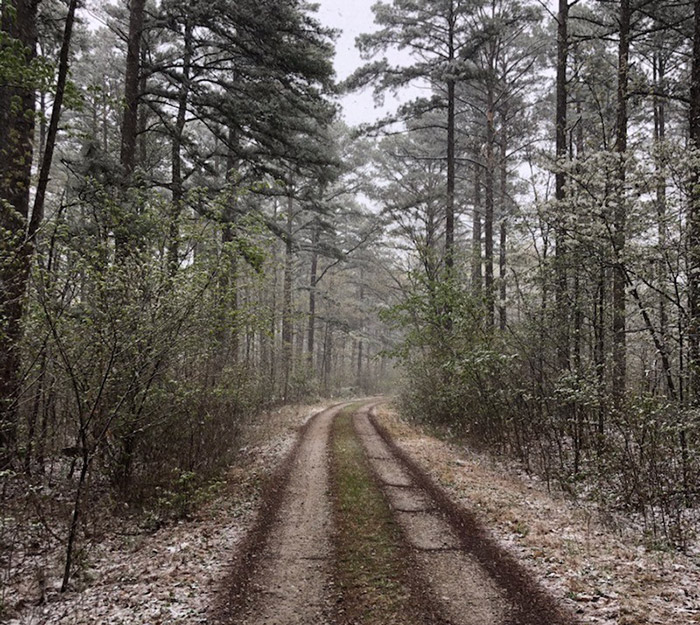 Mark Twain National Forest Hiking: Best Trails and Tips 6 Hazel Creek area