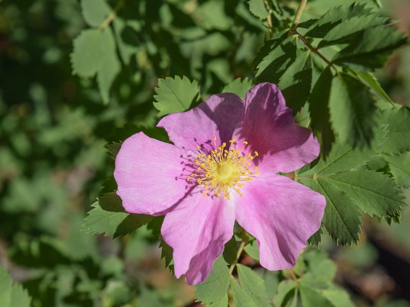Best Hikes In Estes Park: Top Trails And Tips 9 Wild Rose in Estes Park, Colorado