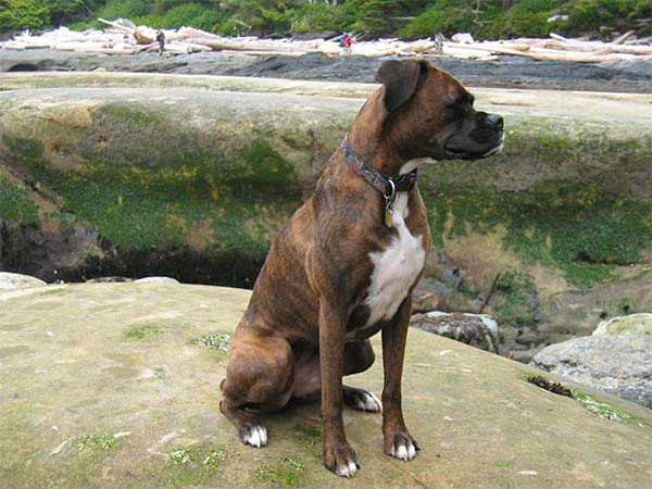 11 Best Dog Breeds For Off-Leash Hiking 9 boxer dog