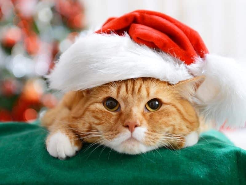 399+ Christmas Nicknames – Funny, Cool, Unique Christmas-Themed Names 3 christmas cat