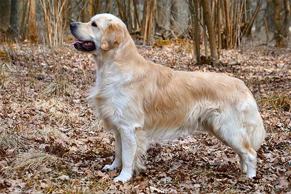 11 Best Dog Breeds For Off-Leash Hiking 6 Golden Retriever
