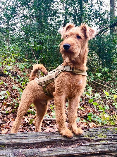 11 Best Dog Breeds For Off-Leash Hiking 3 irish terrier