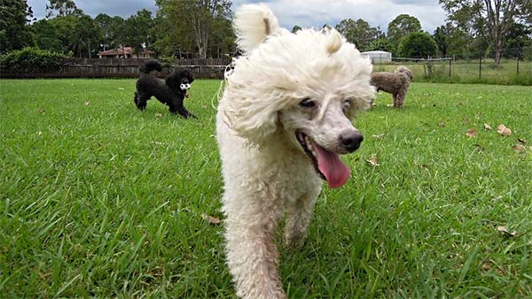 11 Best Dog Breeds For Off-Leash Hiking 7 poodle