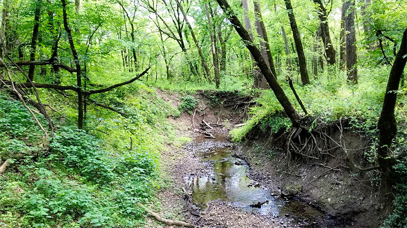 Best Hikes Near St. Louis: Top Trails for Outdoor Enthusiasts 7 Swimming Deer Trail