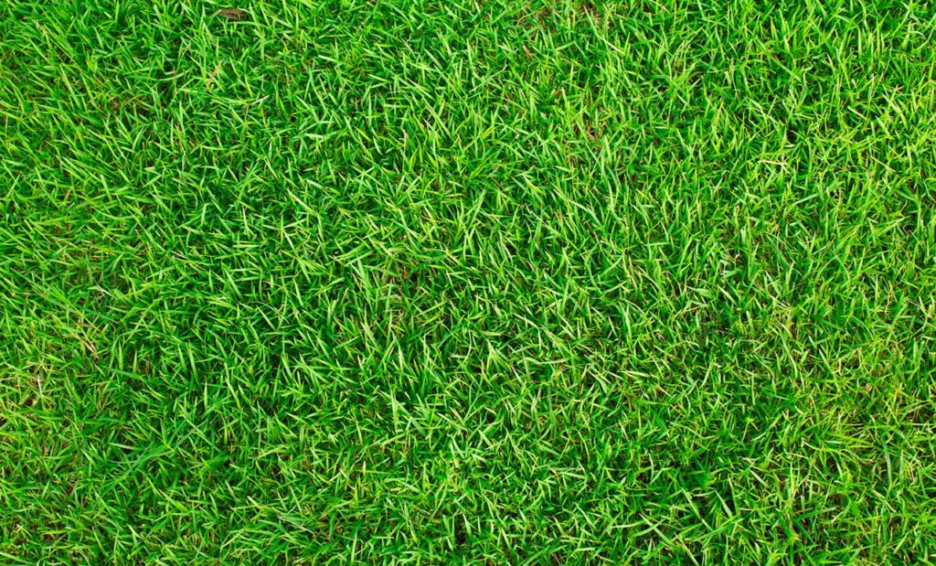 10-10-10 Fertilizer For Lawns: What To Know (Before You Dump It on Your Grass) 4 grass fertilizer