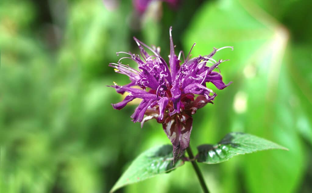 When Does Bee Balm Bloom? What To Know 1 Bee Balm