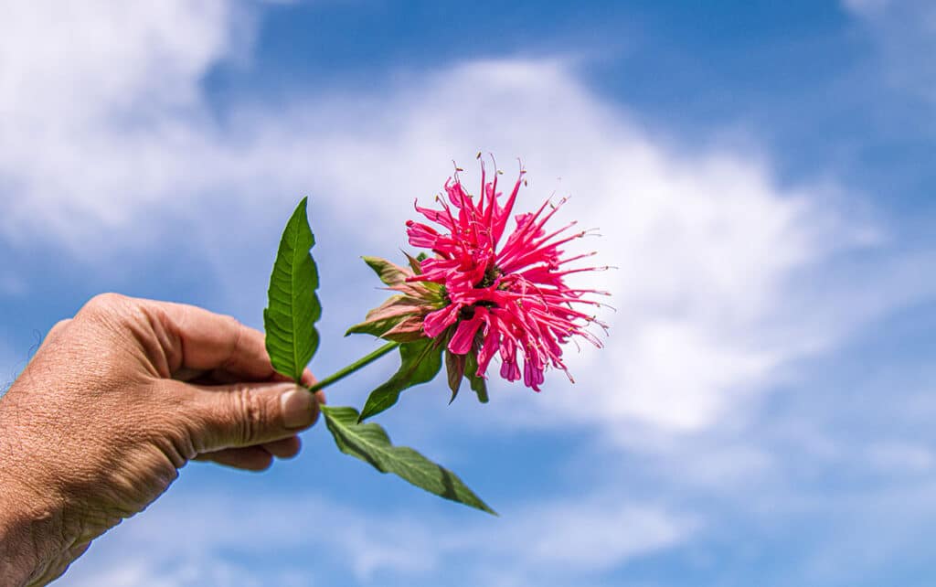 Avoid This: What Not To Plant With Bee Balm 1 bee balm