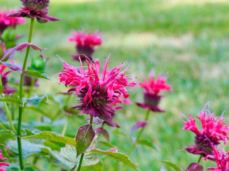 When Does Bee Balm Bloom? What To Know 2 bee balm blooms