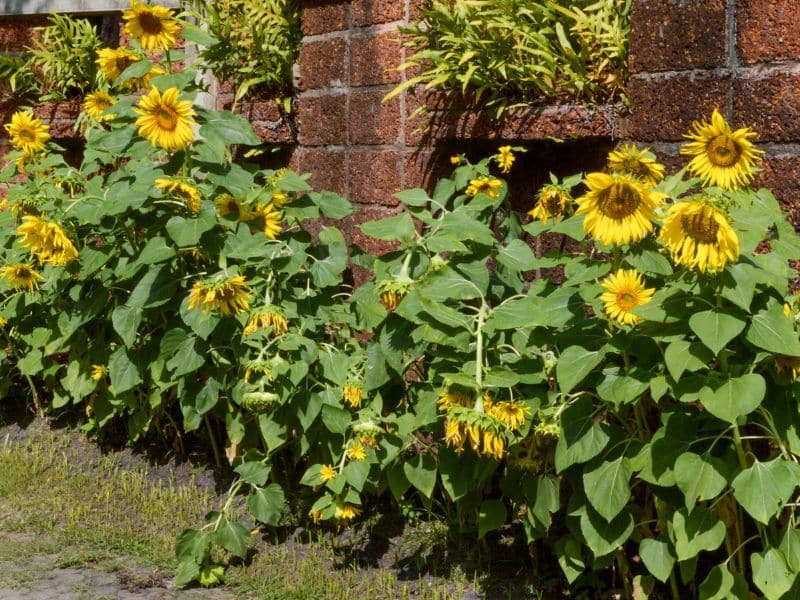 Avoid This: What Not To Plant With Bee Balm 5 sunflowers