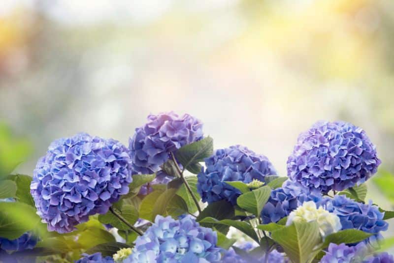 Best Hydrangeas Companion Plants For Your Garden 6 blue-hydrangeas