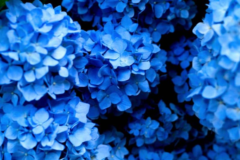 Best Hydrangeas Companion Plants For Your Garden 7 bright blue-hydrangeas
