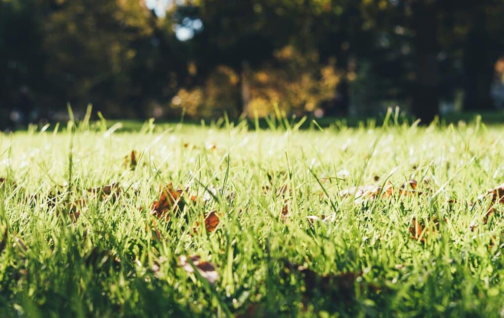 How Long Does Scotts Weed and Feed Take to Work? 3 bright lawn close