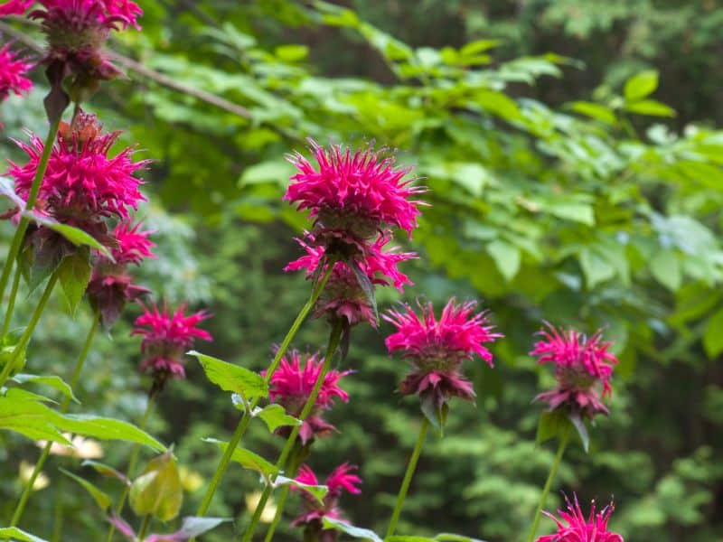 When Does Bee Balm Bloom? What To Know 9 garden bee balm