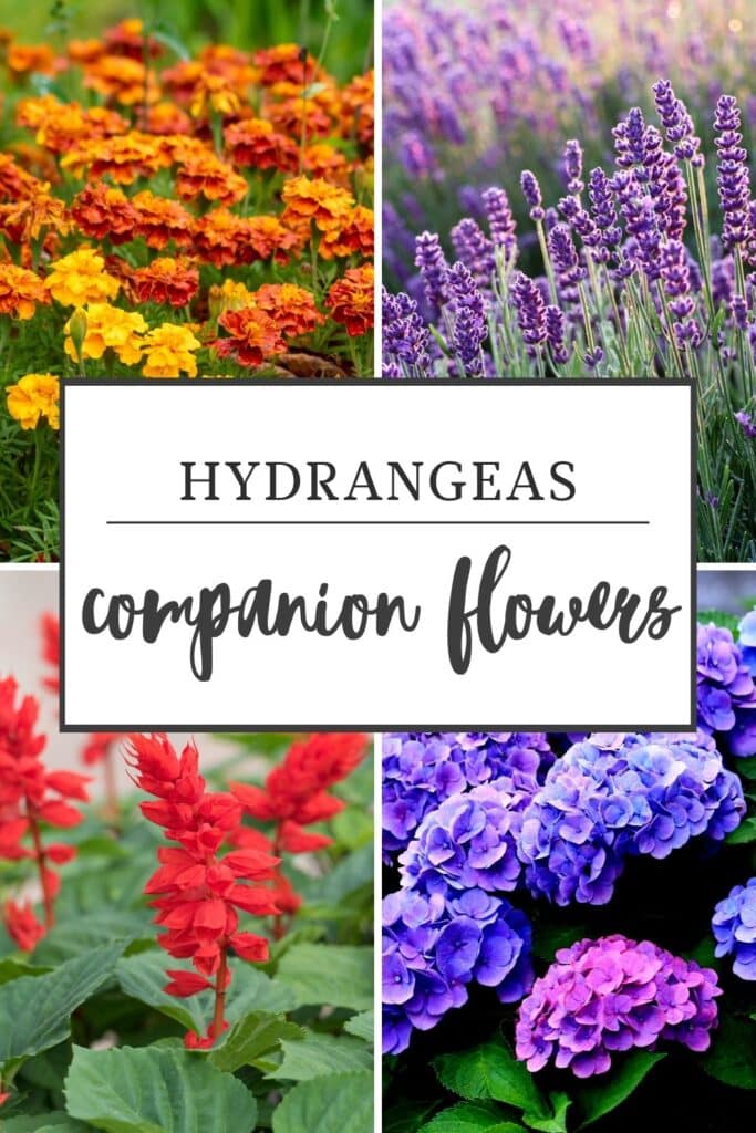 Best Hydrangeas Companion Plants For Your Garden 2 hydrangeas-companion-flowers