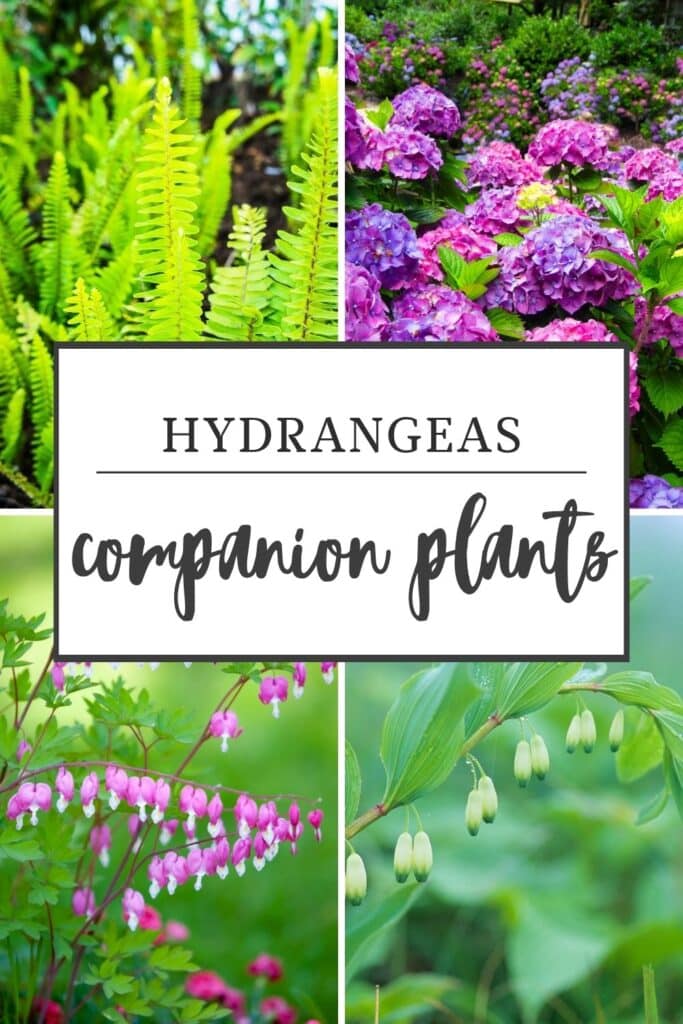 Best Hydrangeas Companion Plants For Your Garden 3 hydrangeas-companion-plants