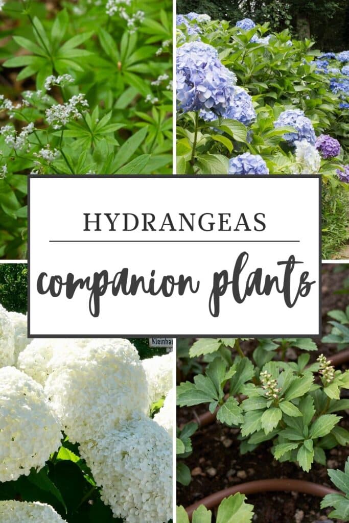 Best Hydrangeas Companion Plants For Your Garden 4 hydrangeas-companion-plants-lush-low-maintenance-plants