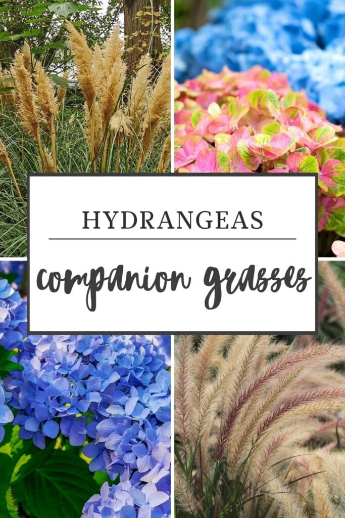 Best Hydrangeas Companion Plants For Your Garden 5 hydrangeas-companion-plants-ornamental-grasses