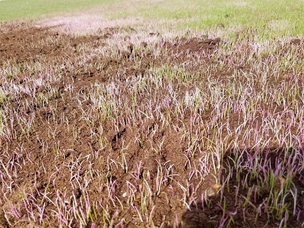 When Can I Seed After Using Scotts Triple Action? 5 new weeds white after scotts triple action
