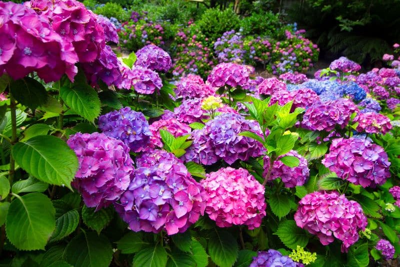 Best Hydrangeas Companion Plants For Your Garden 8 pink-hydrangeas