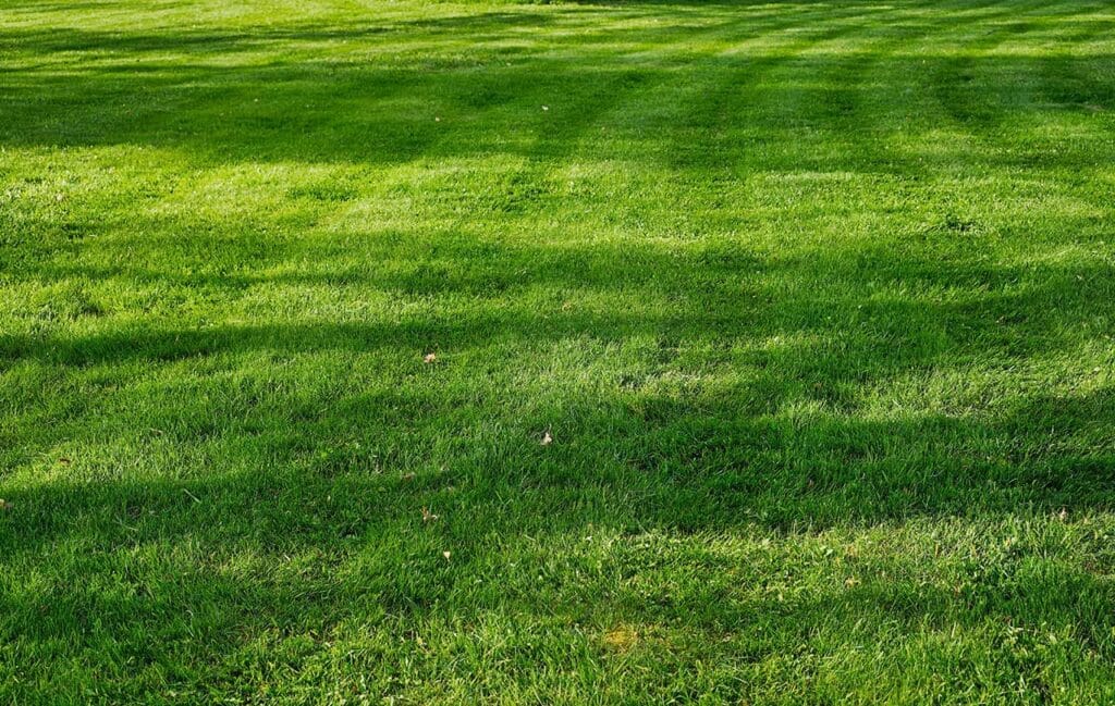 How Long Does Scotts Weed and Feed Take to Work? 2 smooth lawn