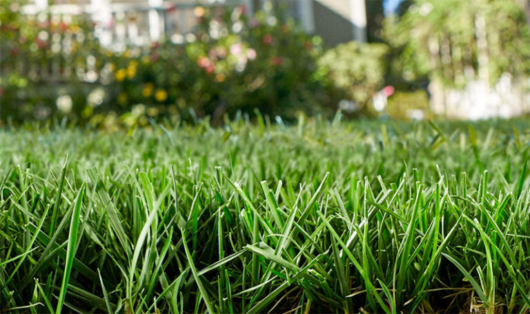 Best Time To Apply Scotts Turf Builder For A Lush Lawn