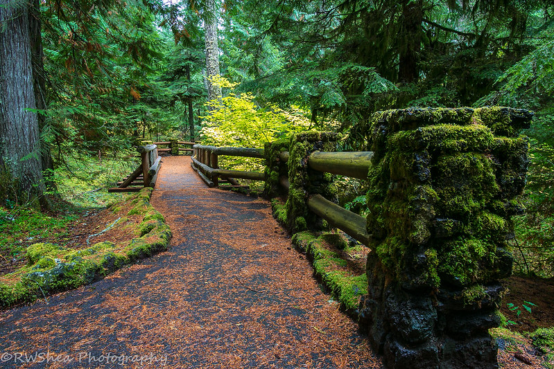 5 Best Mountain Bike Rides in Oregon 1 McKenzie River Trail