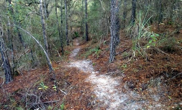 5 Best Mountain Bike Rides in Florida 3 Ern N Burn