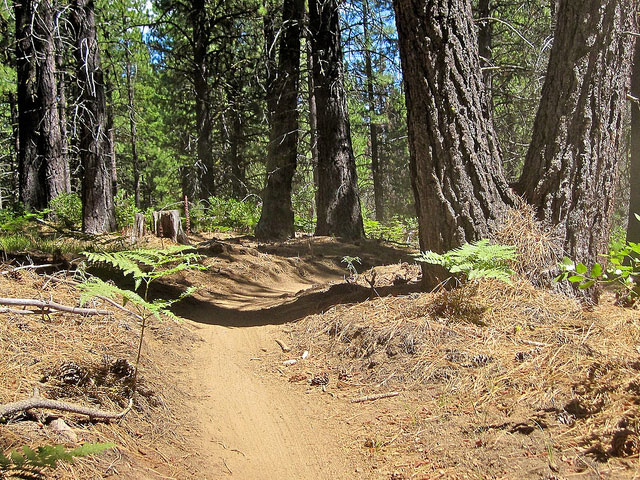 5 Best Mountain Bike Rides in Oregon 3 Tiddlywinks Mountain Bike Trail