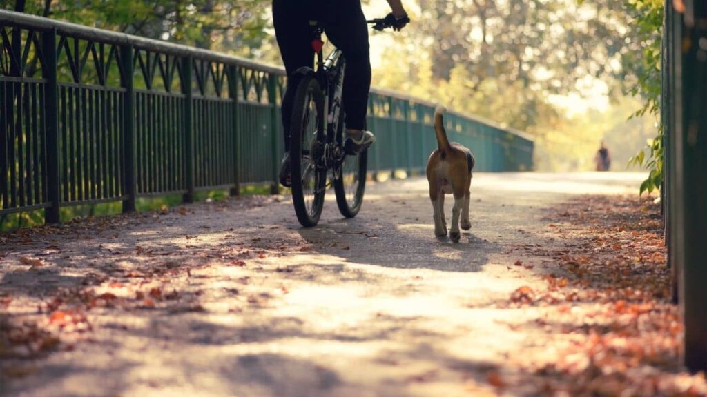 Take Your ESA Dog Cycling: Tips for a Safe and Enjoyable Ride 1 cycling with dog