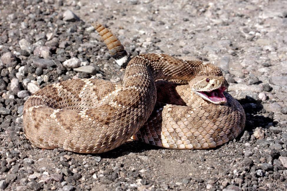 rattlesnake rattlesnake